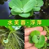 Calidad del Agua del Acuario Plantas Hidropónicas Bomba de Purificación de Oxígeno Decoraciones de Plantas Acuáticas para Acuario Plantas Artificiales para Aquascaping Oxigenación Plantas Reales Vintage