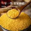 Fenduxiangshan 5 jin painço amarelo arroz novo fazenda premium painço glutinoso confinamento cinco grãos grãos diversos pequeno painço amarelo café da manhã