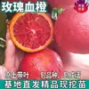 Plántulas de Naranja Sanguina de una Pieza para Envío Directo, Plantas de Maceta para Patios del Norte y Sur, Plantación en Suelo, Plántulas de Naranja Dulce de Fruta Extra Grande Injertadas