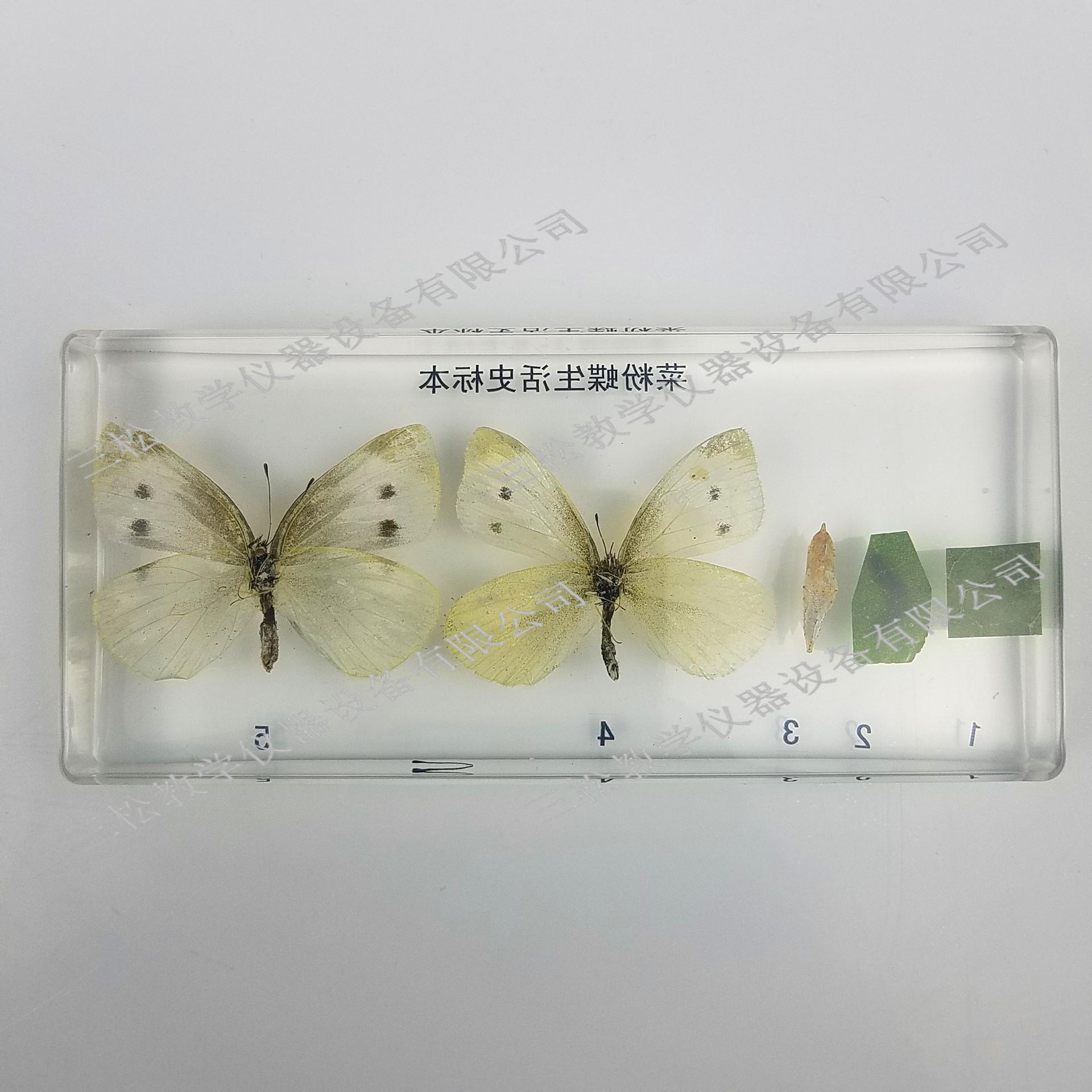 菜粉蝶生活史包埋标本细节图2_副本