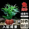 Plantas aquáticas para aquário para aquascaping: erva-de-são-joão ecológica, plantas hidropônicas de purificação de água, figueira-d'água, crisântemo verde, plantas aquáticas de nove coroas
