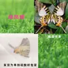 Especímenes de Mariposas Reales para Práctica, Mariposas Originales con Alas Sin Abrir, Materiales DIY para Espécimenes de Insectos, Mariposas Monarca, Insectos Originales, Mariposas Cola de Golondrina