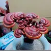 Entrega BásicaBonsai de Ganoderma Atmosférico e de Alta Qualidade Item de Presente Planta de Mesa Purifica o Ar Planta de Acúmulo de Virtude