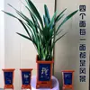 Moran planta em vaso empresa preto Phnom Penh Montanha Jinhua Flor de orquídea de Ano Novo sala de estar varanda folha larga orquídea perfumada perene o ano todo