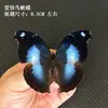 Venta Directa al Por Mayor de Fábrica de Especímenes Reales de Mariposas con Alas Extendidas, Diversos Insectos y Escarabajos, Accesorios para Fotos, Educación Científica, Especímenes Naturales