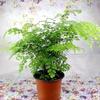Samambaias em Vaso Samambaia-Cabelo-de-Vênus de Folhas Pequenas Samambaia-Cabelo-de-Vênus Plantas em Vaso Internas Samambaia-de-Boston Samambaia-Cauda-de-Lobo Samambaia-Ninho-de-Pássaro