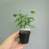 Rosa Japonesa com Botões Planta Verde Envasada para Floração o Ano Todo em Peitoril de Janela ou Varanda