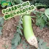 Semillas de Zanahoria de Núcleo Hueco, Campo Agrícola Campo de Verduras Híbrido de Piel Verde y Núcleo Rojo Fruta Dulce y Crujiente Semillas de Rábano