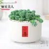 Plantas Suculentas de Interior, Cactos Pequenos em Vasos, Flores, Plantas Verdes, Escritório, Jardim de Infância, Mesa, Suculentas Tipo Cacto