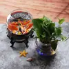 Tanque de Peixes Pequeno para Casa Vaso de Vidro Transparente Rabanete Verde Hidropônico Tanque de Tartaruga Sala de Estar Mesa de Casa Ornamento Redondo