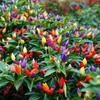 Qingfeng Mijo Colorido Semillas de Chile Picante en Escabeche Huerto de Verduras de Granja Plantación en Maceta Ornamental Comestible Fácil de Cultivar Semillas de Chile en Escabeche