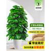 Planta en Maceta de Rábano Verde de Hoja Grande Columna Absorbe Formaldehído, Planta Verde Grande en Interiores para Atraer Riqueza y Prosperidad, Rábano Verde de Oficina, Sala de Estar Es Fácil de Mantener