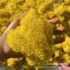 Fábrica directa mayorista de musgo de reno Yongsheng hecho a mano DIY decoración del hogar regalo fabricación de flores cubierta de vidrio