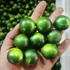 Kumquats Pequeños Frescos de Hainan 2.5kg Kumquats Verdes Limones Pequeños Limones Perfumados Frutas Frescas de Temporada para Tiendas de Té con Leche