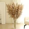 Color Primario Yunnan Cañas Grandes Flores Secas blanco cremoso Cañas Grandes Decoración de Boda Accesorios para Sesión de Vestido Suave Flores Secas Naturales
