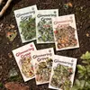 Pacote de Adesivos PET Série Selva Weiguang Moyuan [50 Folhas] Animais da Floresta Adesivos para Decoração de Diário Corpo Principal