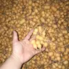 Juguete Natural con Forma de Calabaza Pequeña Retorcida de Estados Unidos, Adecuado para Exhibición, Juguete de Trigo de Hierro Salvaje