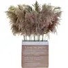 Flores Secas de Caña Pequeña, Flores Preservadas, Venta al por Mayor desde Fabricante, Ramos de Flores Secas de Caña Pampas Pequeña, Adornos de Decoración para Bodas Nórdicas
