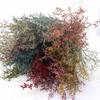 Flor eterna para amantes de la hierba, flores secas frescas para el día de San Valentín, flores eternas secas, material para flores, accesorios para fotografía de flores a juego