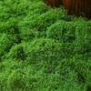 Musgo de Filamento Simulada Gramado de Musgo Musgo de Cabelo Branco Musgo de Lã Simulada Musgo Falso Musgo de Paisagem Seda Bonsai Planta em Vaso