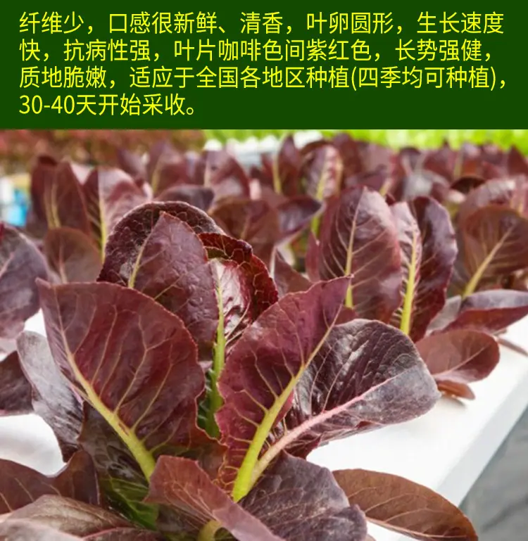 孔雀菜详情3