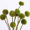Ramo de Flores Secas Yunnan Bola Dorada Estilo Nórdico ins Adornos de Flores Eternas Flor Decorativa para Sala de Estar Accesorios para Sesión de Fotos Venta al por Mayor