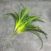 Bambú de agua, plantas acuáticas, bambú de agua para tortugas, bambú de agua en maceta, paisajismo para estanques de peces y tortugas, hierba paraguas, hierba molino de viento