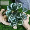 Plantas Verdes, Musgo, Casca de Árvore, Troncos de Árvore Falsos, Jardim de Infância com Tema Floresta, Estilo Pastoral, Enfeites de Musgo, Decorações de Paisagismo, Podem Ser Usados para Arranjos de Flores