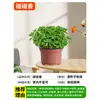 Planta Repelente de Mosquitos em Vaso para Interior e Exterior Gerânio Fragrante Mudas Hortelã Repelente de Mosquitos Planta Verde Anti-Mosquito e Repelente de Mosquitos