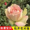 Grande Flor Rosa Rosa Videira de Rosa Sementeira de Flor da Lua Europeia Planta Trepadeira Floração Multi-Estação Pátio Varanda Vasos Plantas Verdes Florais