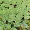 Sedum Chinês Vasos de Dois Tons Mudas, Grama Perene Neve Fina, Sedum Folha de Pinheiro, Pequeno Pinheiro Plantas de Jardinagem para Verdejamento