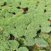 Sedum Chinês Vasinho Bicolor Mudas, Grama Perene Neve Fina, Sedum Folha de Pinheiro, Plantas de Pequeno Pinheiro para Jardinagem e Verdejamento