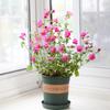 Las plántulas de Hibisco Pequeño en Maceta Dama Elegante son Perennes de Hoja Perenne y Fáciles de Cultivar y Florecen Continuamente en el Patio