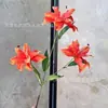 Lirio Pequeño Impreso en 3D en Azul y Morado para Accesorios de Fotografía de Bodas, Decoración del Hogar, Escaparates y Flores Artificiales Rojas