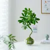 Planta verde em formato de bola de musgo para mesa de escritório interna, plantas hidropônicas pequenas em vasos, fácil de cuidar, micro paisagem inspirada em Zen para decoração de mesa de centro