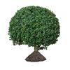 Acebo de Concha de Tortuga Verde Árbol Bola Patio Jardín Planta de Jardín Acebo de Hoja Pequeña Bola de Acebo Perenne Resistente al Frío y Hermoso