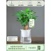 Árbol del Dinero Maceta Flores, Sala de Estar, Casa Próspera, Plantas Verdes, Fácil de Cultivar en Todas las Estaciones, Árbol del Dinero, Plantas Hidropónicas de Escritorio para Oficina