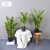 Planta Verde Simulada Pequena Planta em Vaso Suportes Orquídea Tigre Personalizada, Agave, Folha de Ninho de Pássaro, Folha de Dinheiro, Sisal de Cica