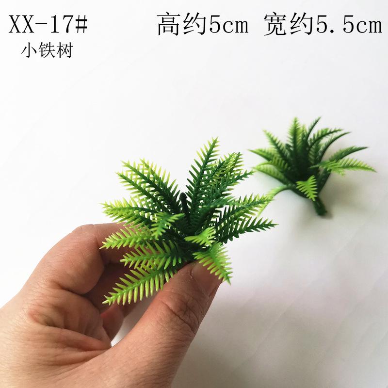 XX-17#小铁树.jpg