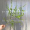 Plantas Verdes Artificiais para Casamento, Grama Aspargo Verde Estilo Floresta, Flores Artificiais Verdes, Materiais Florais Artificiais para Casamento, Série de Decoração para Salão de Casamento