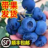 Venta al por menor de plántulas de arándanos, plántulas de arándanos para maceta y siembra en tierra, plántulas de frutas con frutos grandes, adecuadas para plantar tanto en el norte como en el sur, ojo de conejo verde