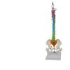 Esqueleto Humano Columna Vertebral Colorida Mediana Colección de Columna Vertebral Colgante Vertical Equipo de Enseñanza Ortopédica