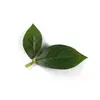 Planta de Simulación Hoja de Limón Árbol de Simulación para el Hogar Decoración de Hojas de Árbol Planta Paisajismo del Hogar Decoración de Pared Directo de Fábrica