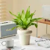 Helecho Nido de Pájaro Planta Verde para Sala de Estar Planta en Maceta de Interior para Entrada del Hogar, Baño, Dormitorio, Estación de Trabajo, Fácil de Cuidar, Aspecto de Alta Gama