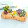 Día del Árbol DIY Combinación de Suculentas Paquete de Plantas en Maceta Paquete de Materiales para Micro Paisajismo DIY Materiales para Actividad del 8 de Marzo Día del Maestro