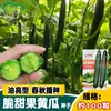 Semillas de Pepino Frutal Dulce Crujiente Zhongxi, Espinas Densas, Tallos Cortos, Piel Verde, Pulpa Verde, Jinyan No. 4 Semillas de Pepino Todo Femenino Invernadero