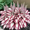 Suministro Transfronterizo Semillas de Flor de Hosta de Hoja de Color, Semillas de Flor de Hosta, Semillas de Flor en Maceta, Semillas de Flor de Grulla Blanca, Semillas de Flor de Hosta