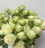 Semillas de Rosa Roja, Plantas Verdes, Florales en Maceta, Semillas de Flores, Plantas de Tierra en Maceta, Semillas de Cuatro Estaciones, Semillas de Rosa