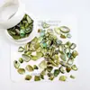 Nuezas Piezas de Concha para Manicura Joyería Color Sirena Asimétrico Parches para Uñas Naturales Accesorios Venta al por Mayor