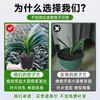 Planta Clívia Premium em Vaso com Botões de Flor, Planta de Interior Fácil de Cuidar, Mudas de Orquídea para Quatro Estações, Dez Flores Mais Valiosas para a Sala de Estar